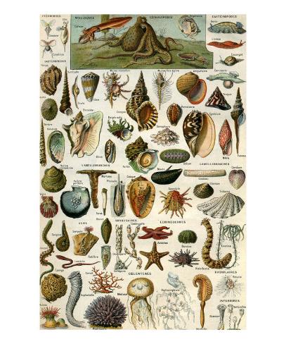 Art Print: Mollusques Wall Art: 24x20in