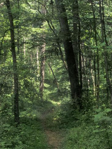 Photographic Print: Pathway of the Wilderness Road, Levi Jackson Wilderness Road State Park, Kentucky: 24x18in