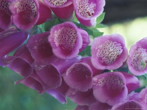 Photographic Print: Foxglove by Michele Westmorland: 24x18in