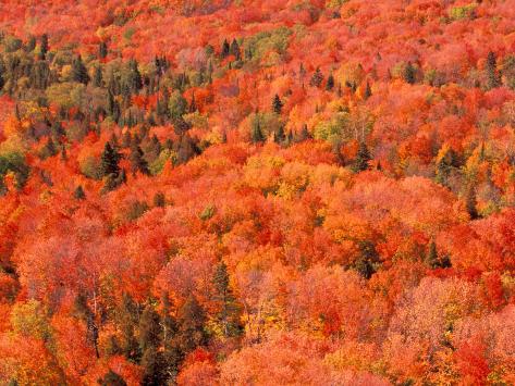 Photographic Print: Fall Colors, Northwoods Poster by Art Wolfe: 24x18in