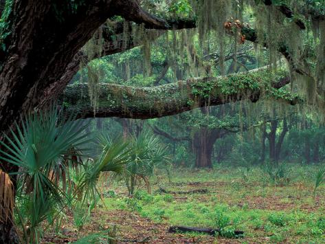 Photographic Print: Live Oaks Covered in Spanish Moss and Ferns, Cumberland Island, Georgia, USA by Art Wolfe: 24x18in