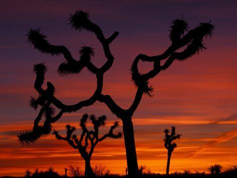 Photographic Print: Poster of Joshua Trees at Sunrise, Mojave Desert by Art Wolfe: 24x18in