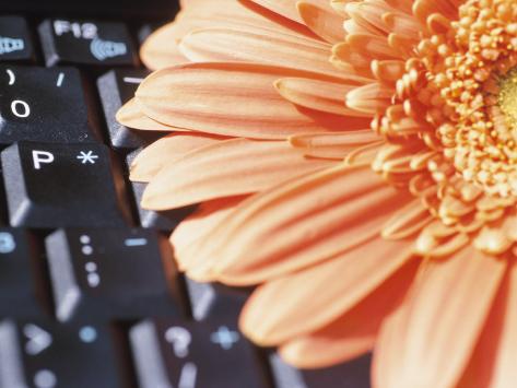 Photographic Print: Orange Gerber Daisy Blossom and Black Computer Keyboard: 24x18in