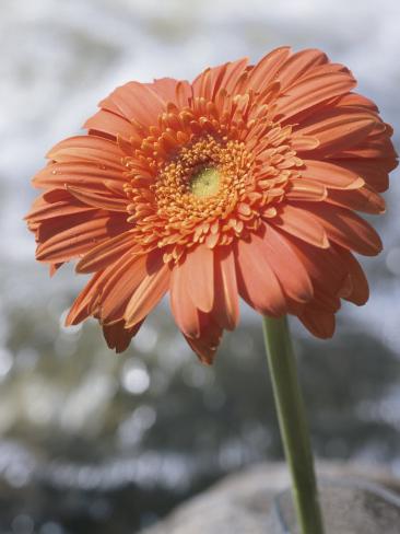 Photographic Print: Poster of Orange Gerber Daisy Flower Blooming: 24x18in