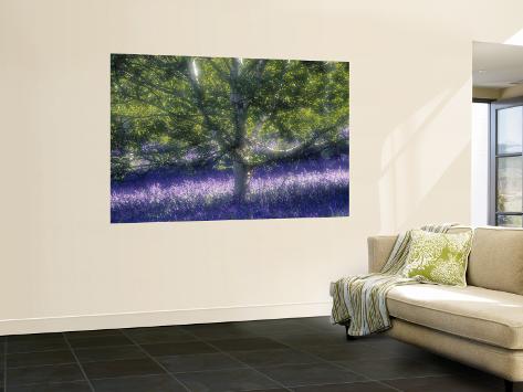 Wall Mural: Bluebell Wall Sticker by Jon Arnold: 72x48in