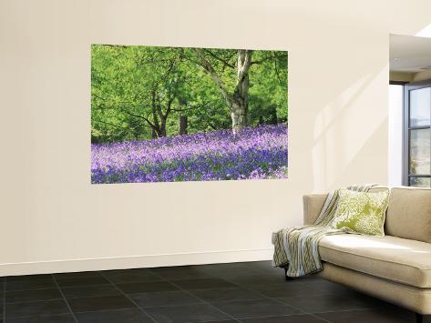 Wall Mural: Bluebell Wall Decal by Jon Arnold: 72x48in