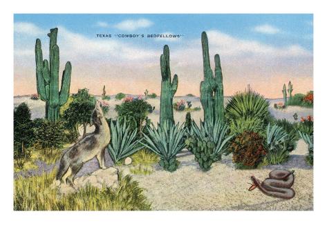 Art.com Art print: texas - view of a cowboy's bedfellows, cacti, coyote, and a rattlesnake, c.1940 by lantern press: 24x18in