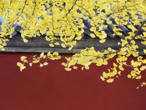 Photographic Print: Yellow Autumn Coloured Leaves Against a Red Wall in Ritan Park, Beijing, China by Kober Christian: 24x18in