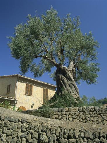 Photographic Print: Old Olive Tree in the Garden of a Village House in Deya, Majorca, Balearic Islands, Spain, Europe by Tomlinson Ruth: 24x18in