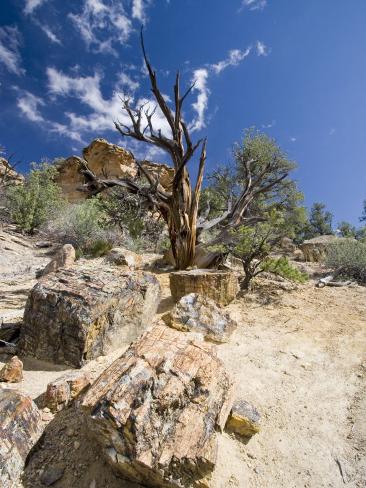 Photographic Print: Petrified Forest State Park, Escalante Poster by Diane Johnson: 24x18in