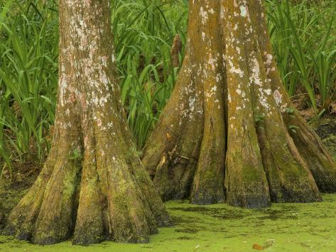 Photographic Print: Two Bald Cypress Trees, Magnolia Plantation, Charleston, South Carolina, USA by Corey Hilz: 24x18in