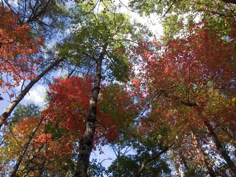 Photographic Print: Fall Foliage near Fall Creek Falls State Park, Tennessee, USA by Diane Johnson: 24x18in