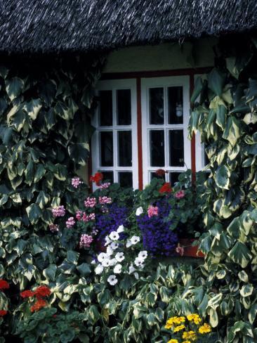 Photographic Print: Thatched Cottage with White Window, Adare, Limerick, Ireland by Marilyn Parver: 24x18in