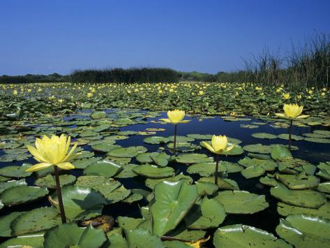 Photographic Print: Yellow Waterlily, Welder Wildlife Refuge Poster by Rolf Nussbaumer: 24x18in