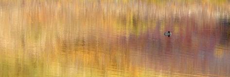 Photographic Print: Duck Sitting on Water, Denali National Park, Alaska, USA by Arthur Morris: 42x14in