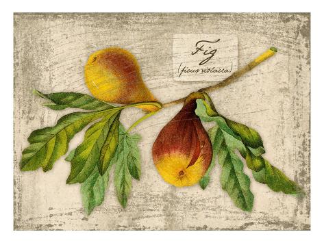 Giclee Print: Fig by Kate Ward Thacker: 24x18in