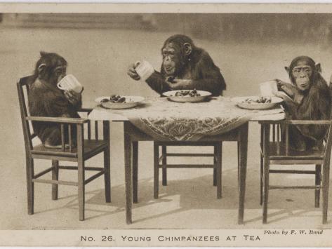 Photographic Print: A Chimpanzees Tea Party Poster: 24x18in