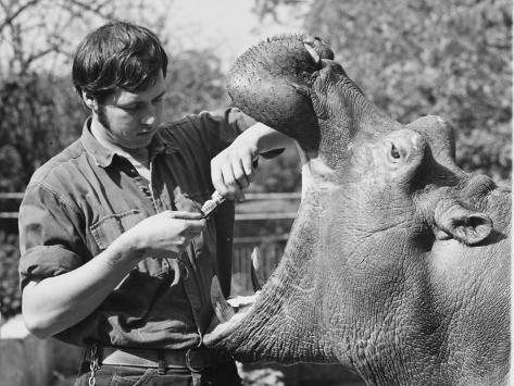 Photographic Print: Open Wide! a Hippo Gets Ready to Have its Teeth Cleaned with a Toothbrush and Toothpaste! : 24x18in