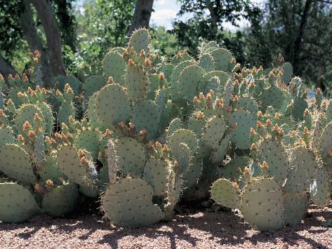 Photographic Print: Cactus Plants in a Field, Saguaro Cactus, Sonoran Desert, Tucson, Arizona, Usa (Cereus Giganteus) by L. Romano: 24x18in