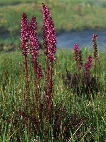 Photographic Print: Close Up of Wildflowers and Elephanthead (Pedicularis Groenlandica) in Bloom by Jeff Foott: 24x18in