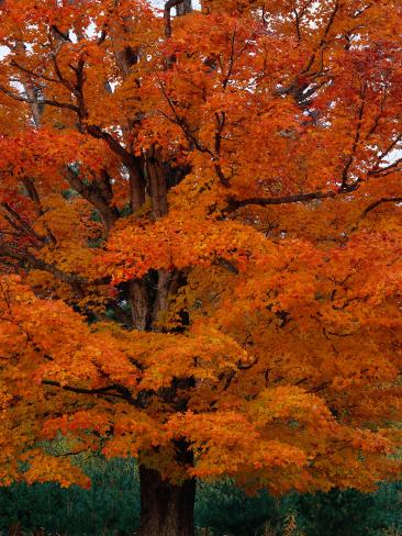 Photographic Print: Detail of a Tall Sugar Maple During Autumn by Jeff Foott: 24x18in