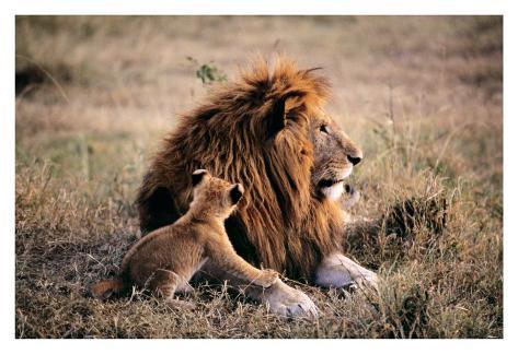 Giclee Print: Father Knows Best by Art Wolfe: 40x58in