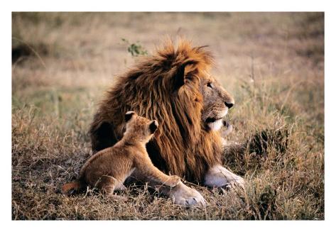 Giclee Print: Father Knows Best by Art Wolfe: 34x49in