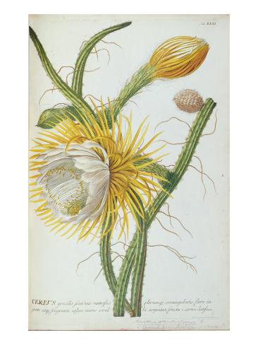 Giclee Print: Cactus: Cereus, from Trew's 'Plantae Selectae' 1750-73 by Georg Dionysius Ehret: 24x18in