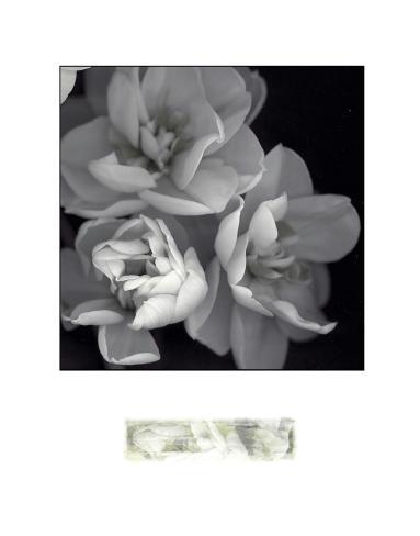 Premium Giclee Print: Rose for Romance I by Richard Sutton: 56x44in