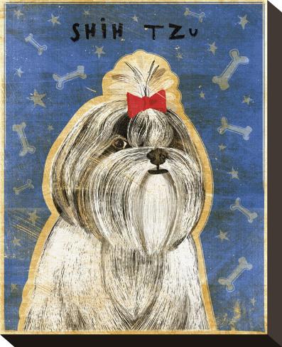 Stretched Canvas Print: Shih Tzu Canvas Print by John Golden: 10x8in