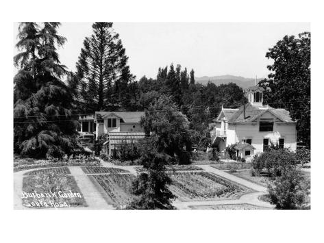 Art Print: Santa Rosa, California - View of a Burbank Garden by Lantern Press: 24x18in