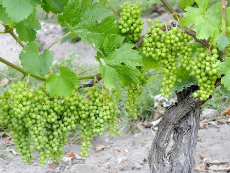 Photographic Print: Grapes on Vine in a Vineyard, Bordeaux, France by Nadia Isakova: 24x18in