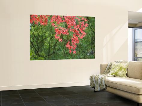 Wall Mural: Contrasting Autumn Leaves, Arishiyama District by Gerard Walker: 72x48in