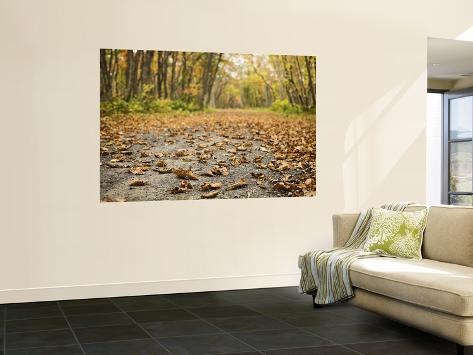 Wall Mural: Dirt Road with Autumn Leaves, Near Uenae Wall Decal by Shayne Hill: 72x48in