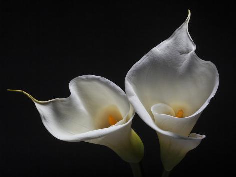 Photographic Print: Two Calla Lilies Poster by George Oze: 24x18in