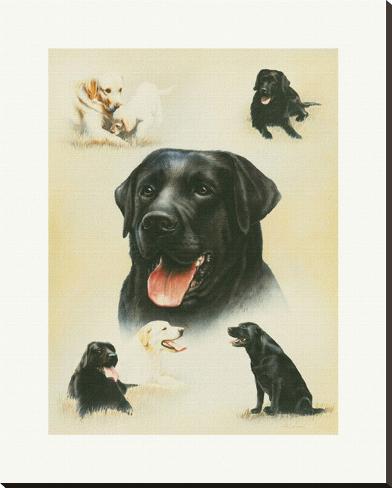 Stretched Canvas Print: Labrador by Libero Patrignani: 48x38in