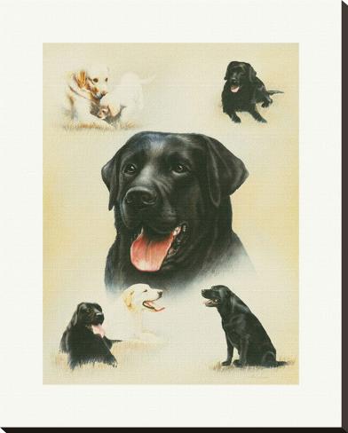 Stretched Canvas Print: Labrador by Libero Patrignani: 37x29in