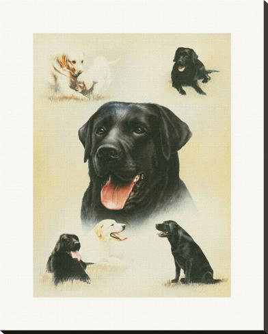 Stretched Canvas Print: Labrador by Libero Patrignani: 44x35in