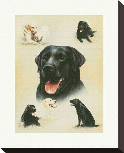 Stretched Canvas Print: Labrador Retriever Canvas Art by Libero Patrignani: 11x9in