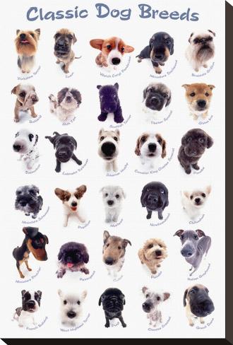 Stretched Canvas Print: Dog Breeds by Yoneo Morita: 22x15in