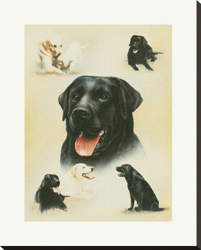 Stretched Canvas Print: Labrador by Libero Patrignani: 29x23in