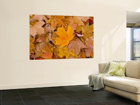 Wall Mural: Usa, Maine, Wiscasset, Autumn Leaves / Fall Colors by Alan Copson: 72x48in