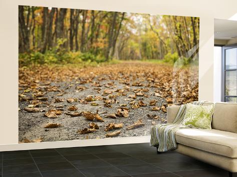 Wall Mural - Large: Dirt Road with Autumn Leaves, Near Uenae Wall Sticker by Shayne Hill: 144x96in