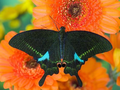Photographic Print: Paris Peacock Butterfly on Orange Gerber Daisy by Darrell Gulin: 24x18in