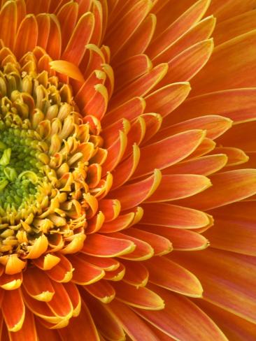 Photographic Print: Poster of Orange Gerbera Daisy by Clive Nichols: 12x9in