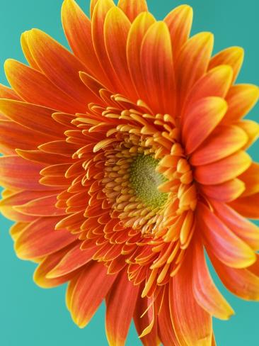 Photographic Print: Orange Gerbera Daisy by Clive Nichols: 24x18in