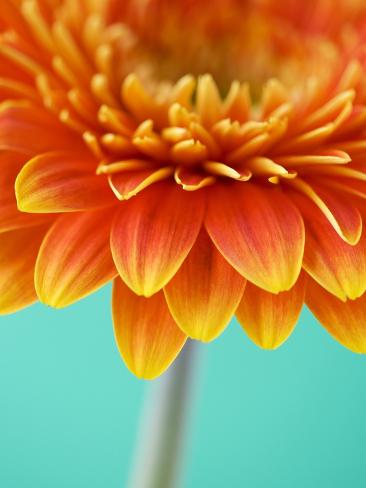Photographic Print: Orange Gerbera Daisy Poster by Clive Nichols: 24x18in
