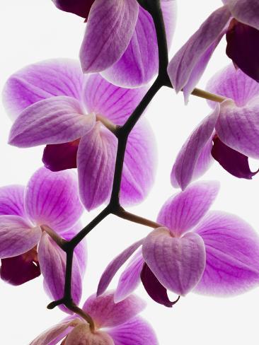 Photographic Print: Poster of Phalaenopsis orchids: 12x9in