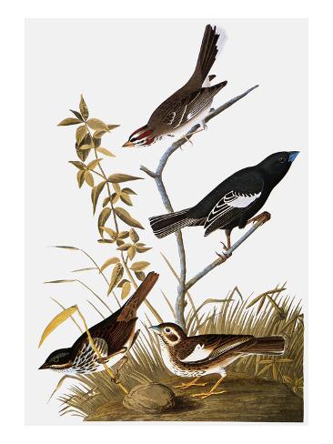 Giclee Print: Audubon: Bunting by John James Audubon: 24x18in