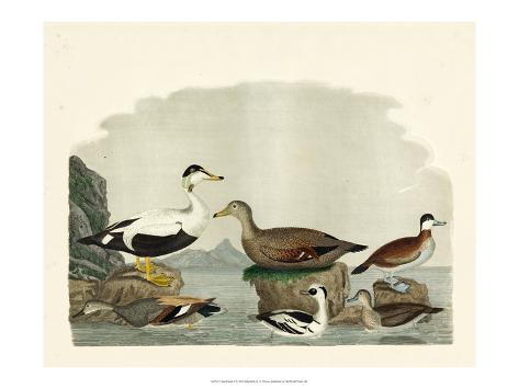 Art Print: Duck Family I by A. Wilson: 24x18in